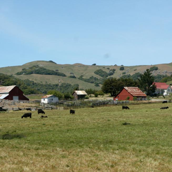 field with cattle and barns in the distance