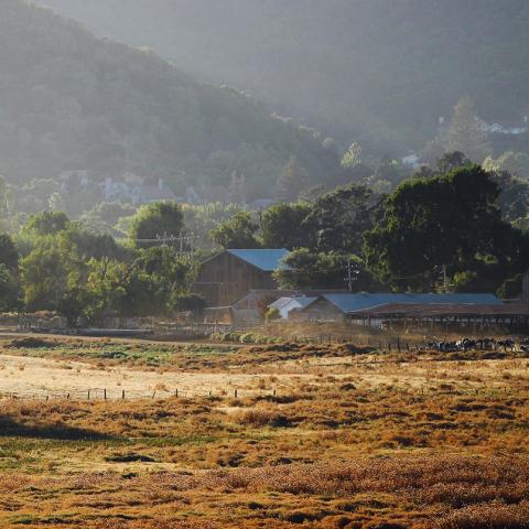 Silveira Ranch seen across a field of yellow grass