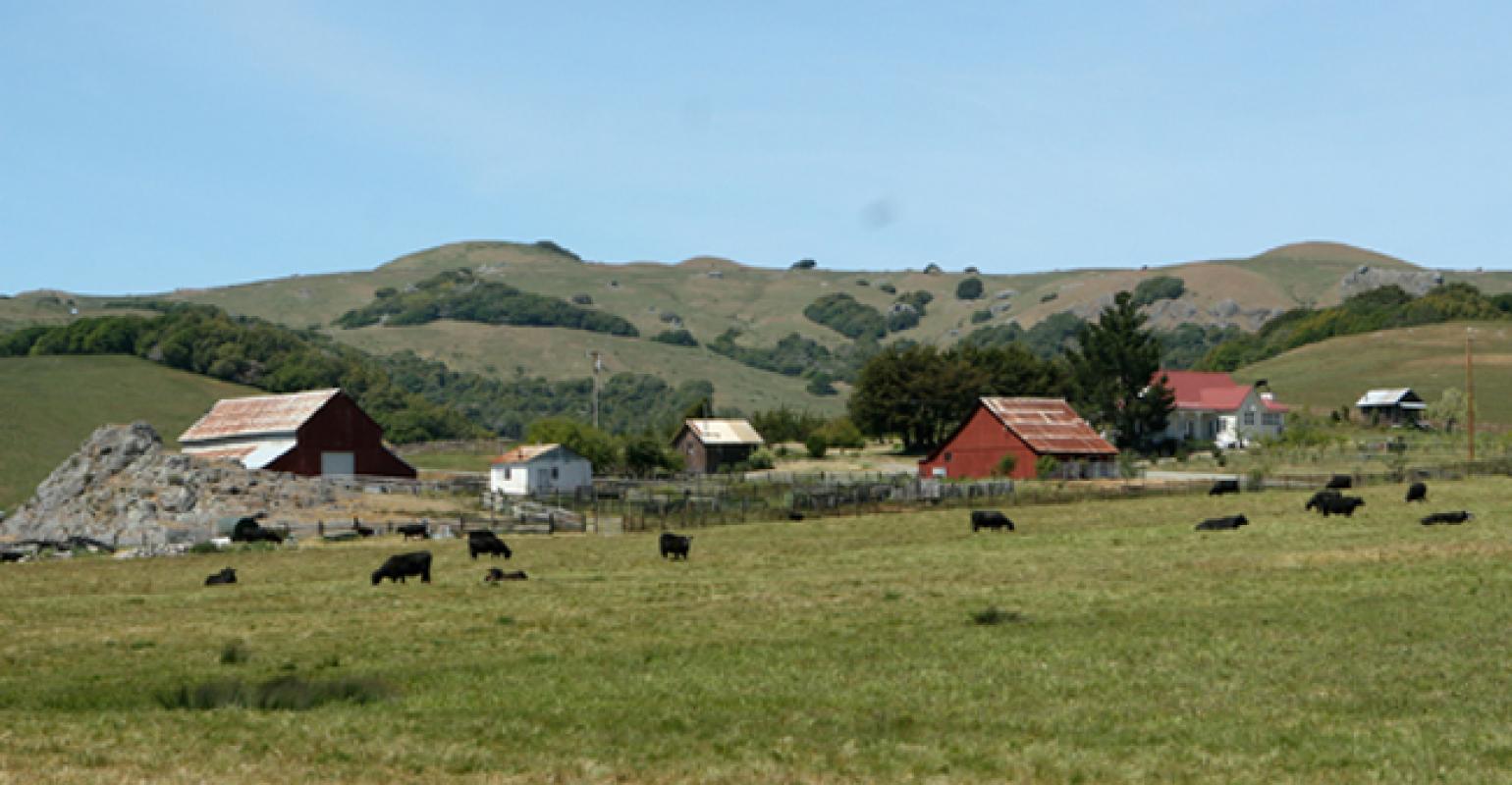 field with cattle and barns in the distance